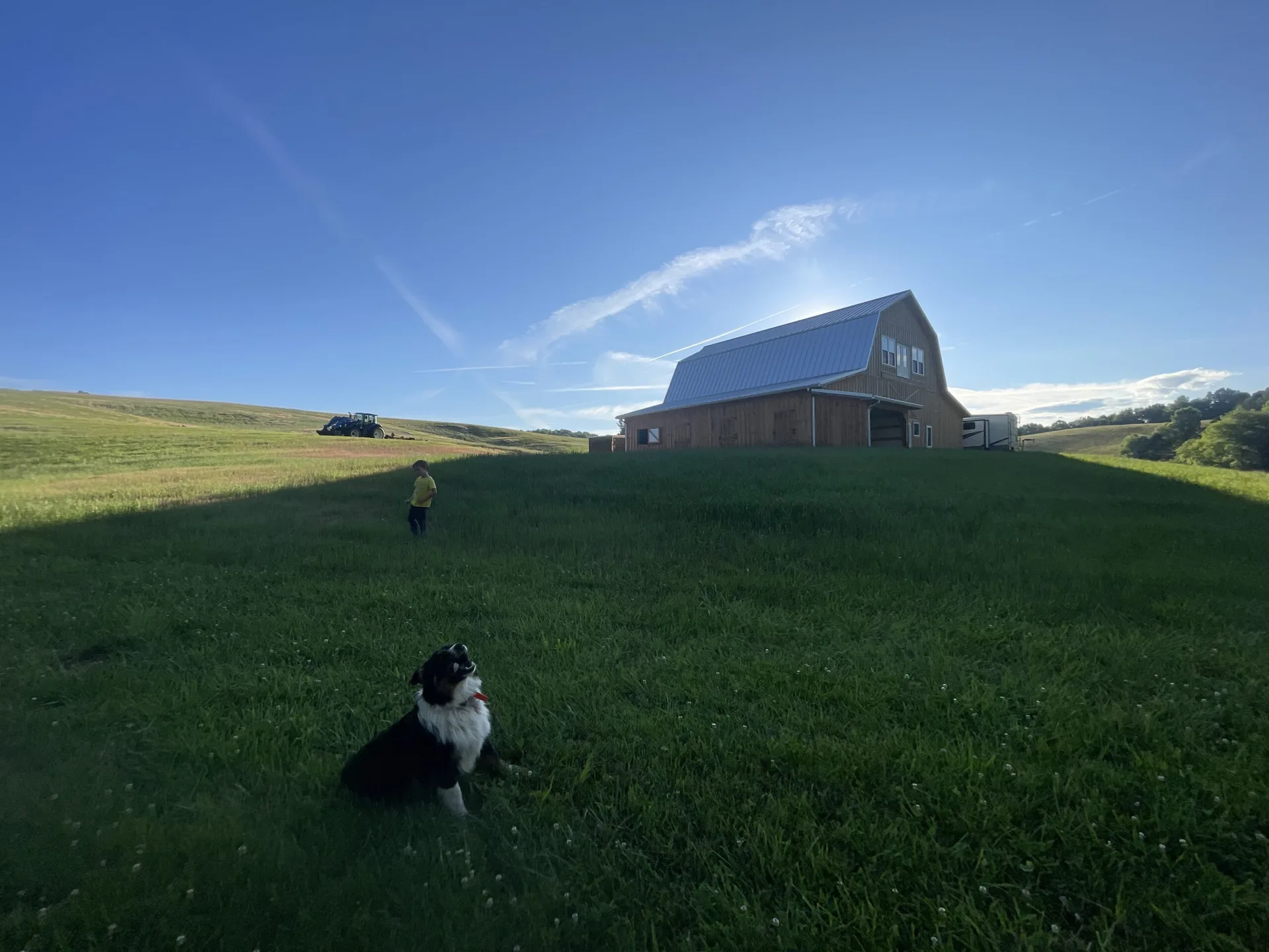 A dog in a grassy field with a barn and blue sky in the background.